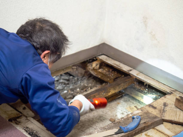 Best Same-Day Mold Removal  in Bridge City, LA