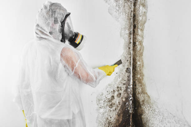 Best Mold Testing  in Bridge City, LA