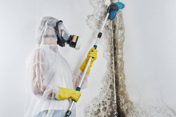 Crawl Space Mold Removal in Bridge City, LA