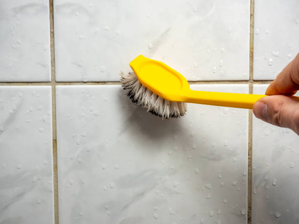 Best Mold Damage Repair  in Bridge City, LA