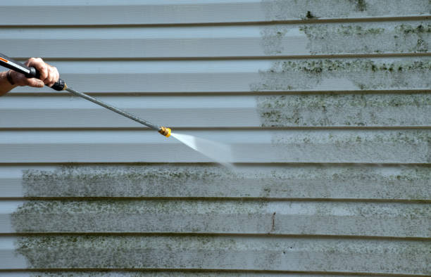 Best Toxic Mold Removal  in Bridge City, LA
