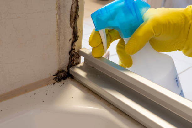 Best Local Mold Removal Service  in Bridge City, LA