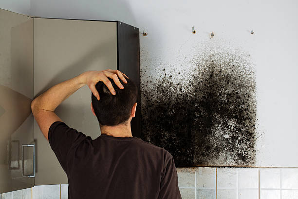 Best Professional Mold Removal  in Bridge City, LA
