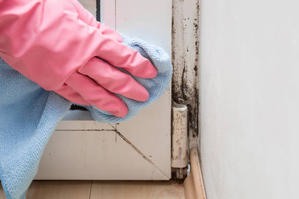 Best Crawl Space Mold Removal  in Bridge City, LA